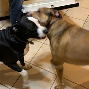 Meet your Posher, Anthony